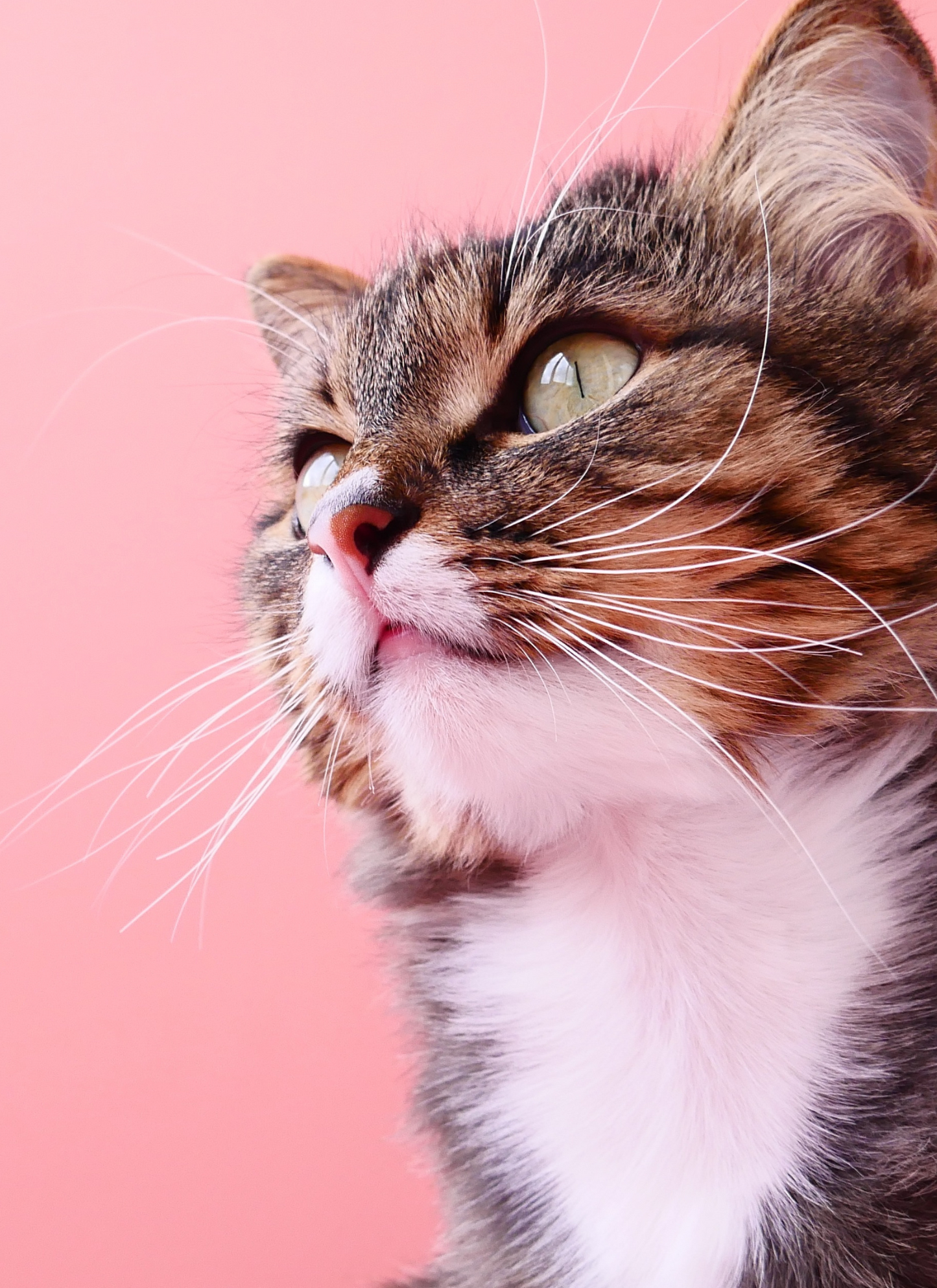 Pink Purrfection - Paint by Numbers Kit