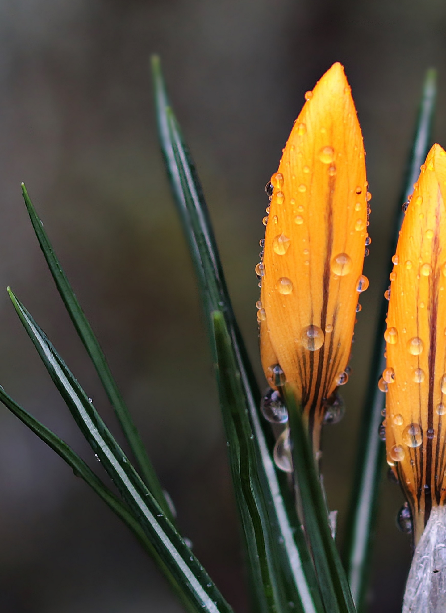 Golden Crocus Dew – Paint by Numbers Kit