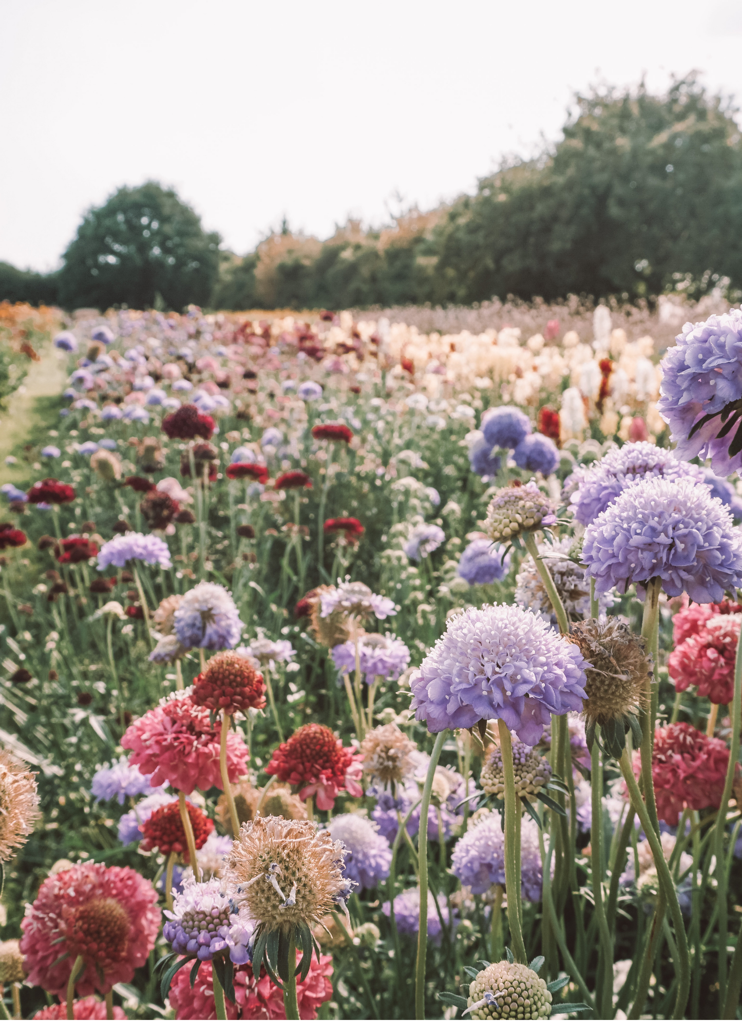 Garden Meadow Paint by Numbers Kit