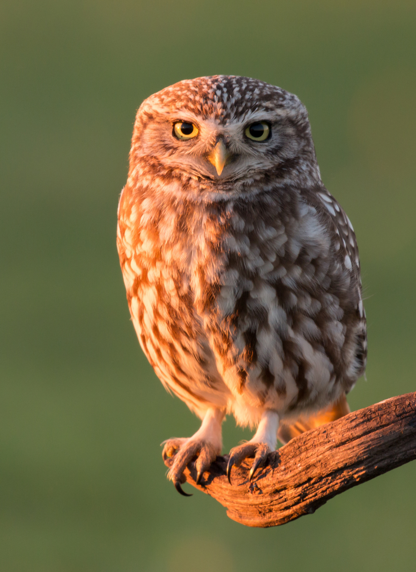Wise Owl – Paint by Numbers Kit