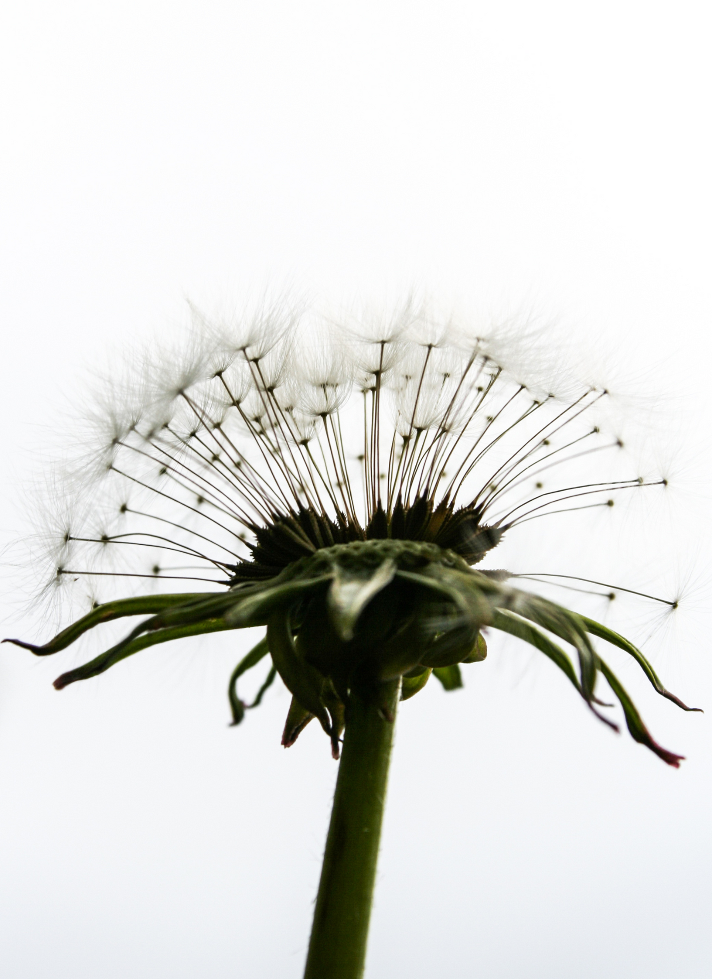 Whispers of the Wind – Dandelion Paint by Numbers