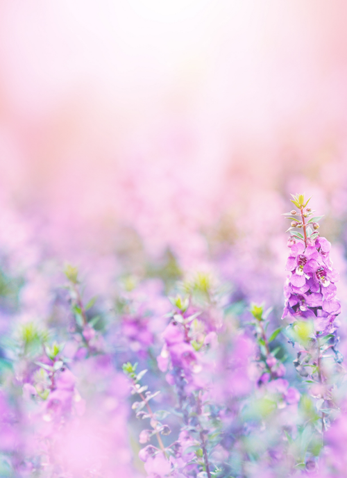 Lavender Glow Garden – Paint by Numbers Kit