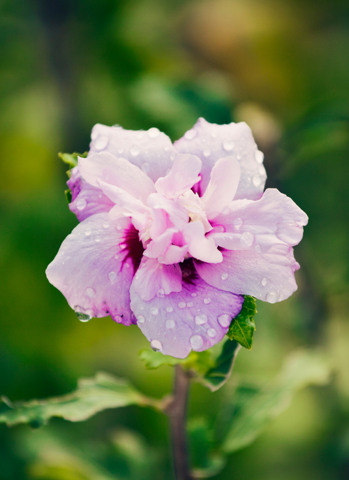 Dewdrop Serenity – Paint by Numbers Kit