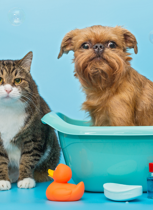 Bathtime Buddies – Paint by Numbers Kit