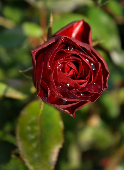 Rose of Midnight – Paint by Numbers