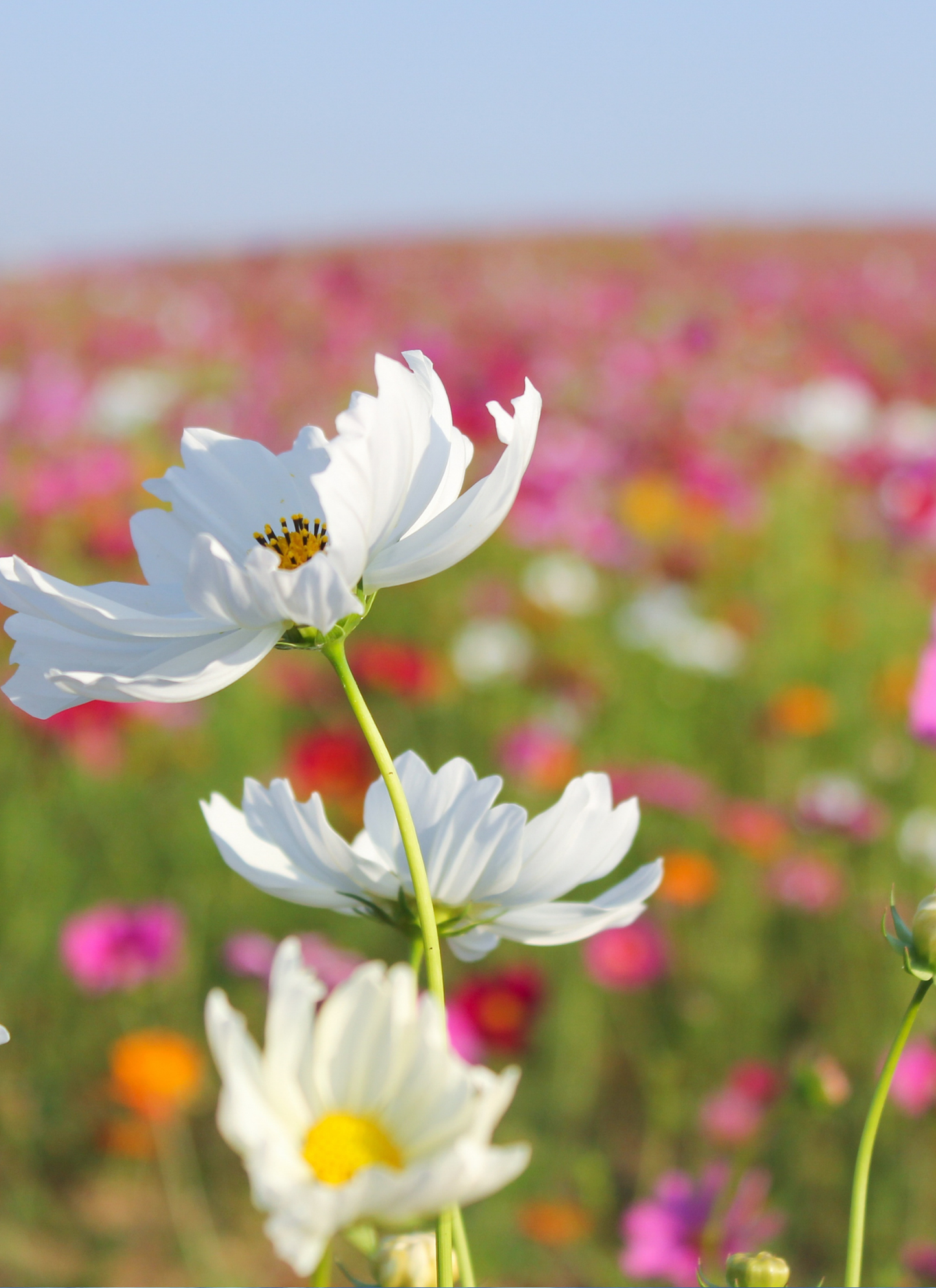 White Cosmos in Bloom – Paint by Numbers Kit