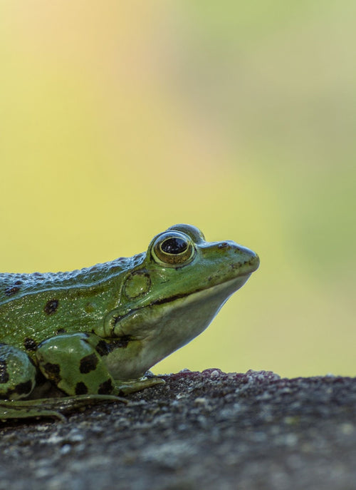 Green Frog in the Sun – Paint by Numbers Kit