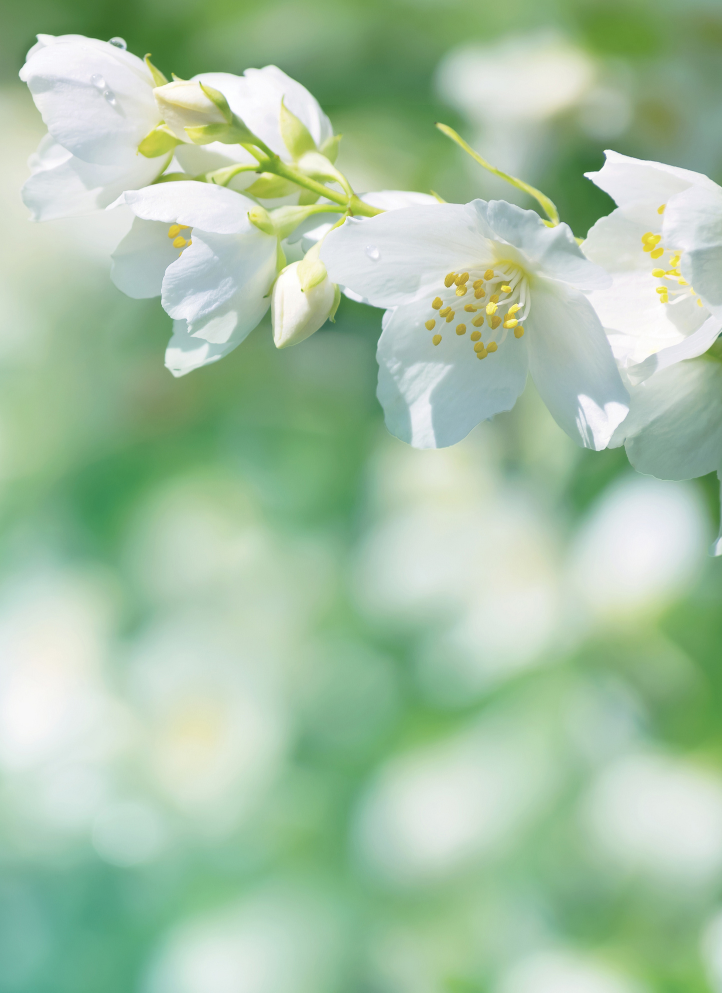 Gentle Blossom - Paint by Numbers