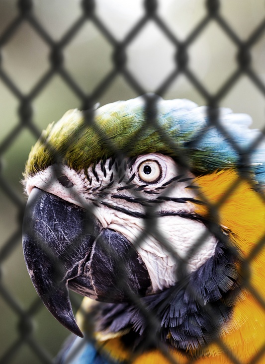 Caged Macaw Close-Up – Paint by Numbers Kit