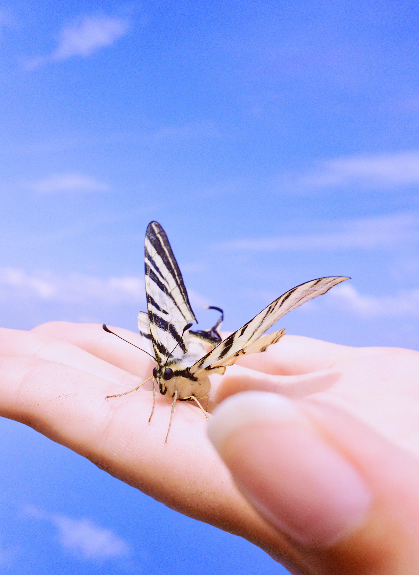 Graceful Butterfly in Hand – Paint by Numbers Kit