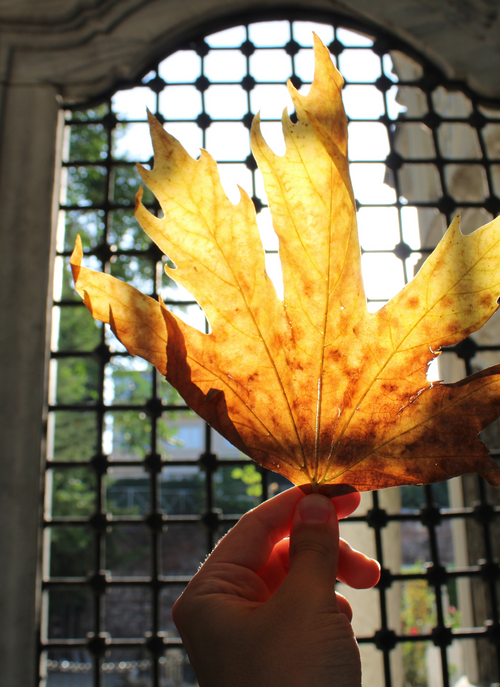 Golden Leaf Glow – Paint by Numbers Kit