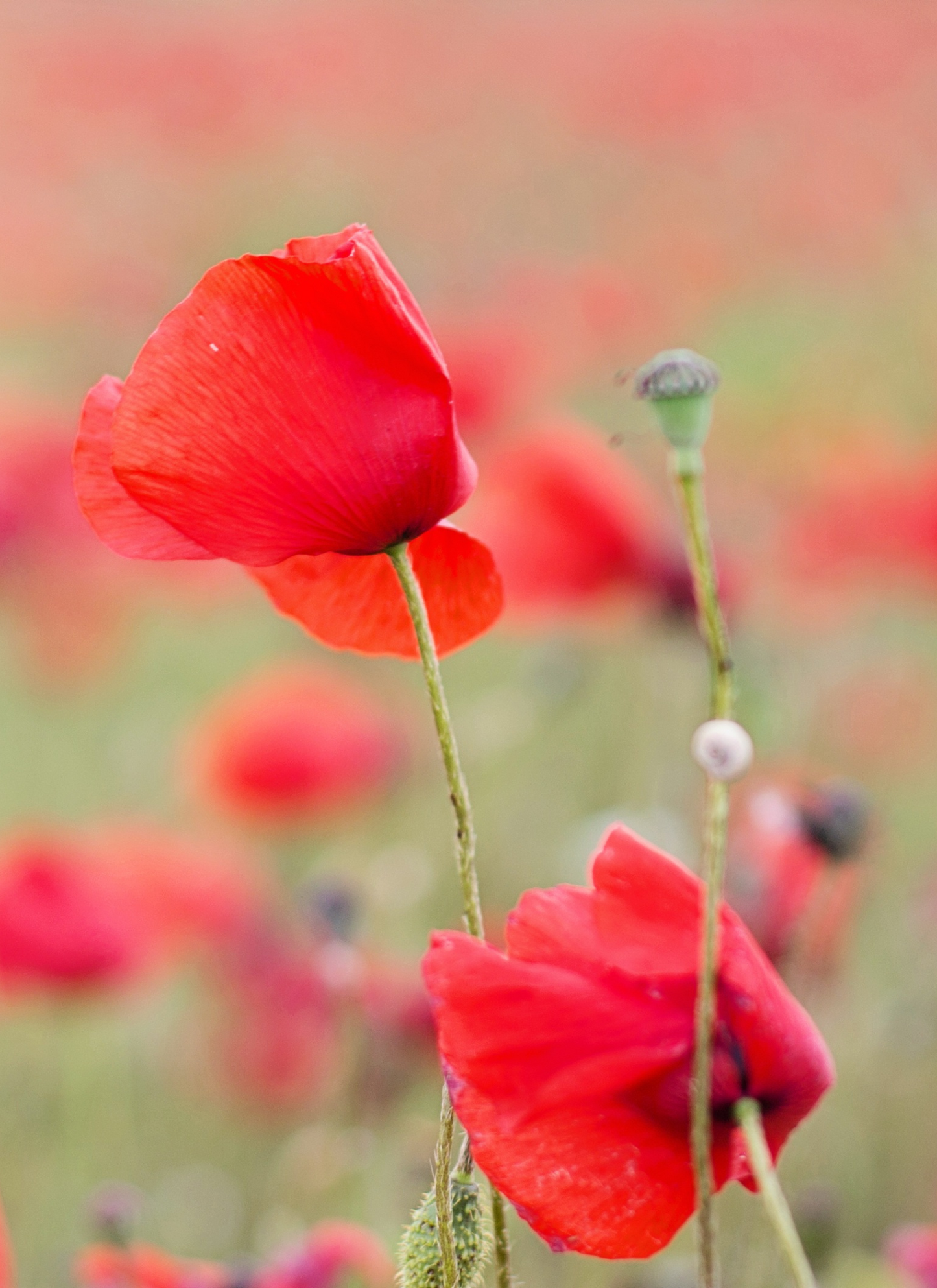 Elegant Flower Paint by Numbers Kit