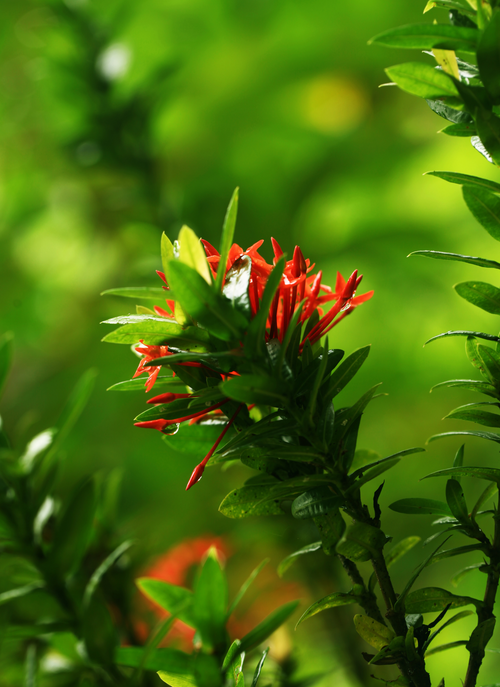 Jungle Flame – Paint by Numbers Kit