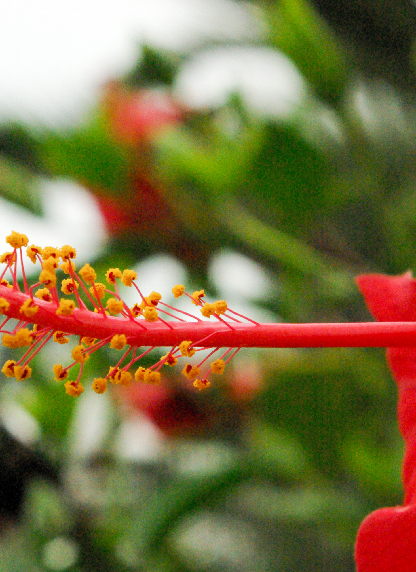 Botanical Flower Paint by Numbers Kit