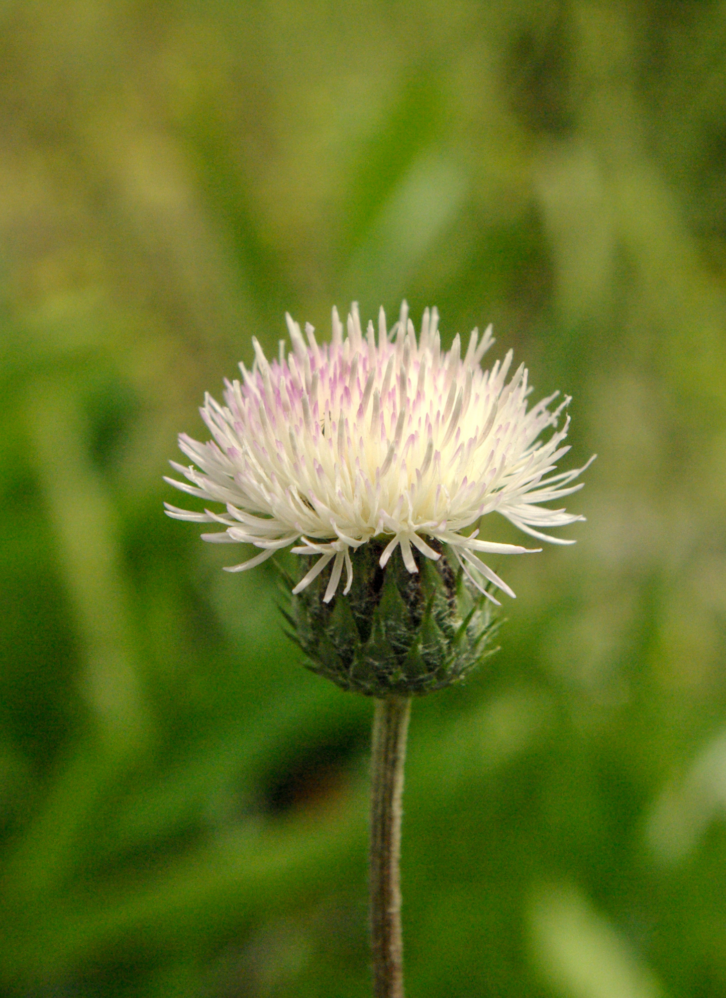 Pastel Thistle Bloom – Paint by Numbers Kit