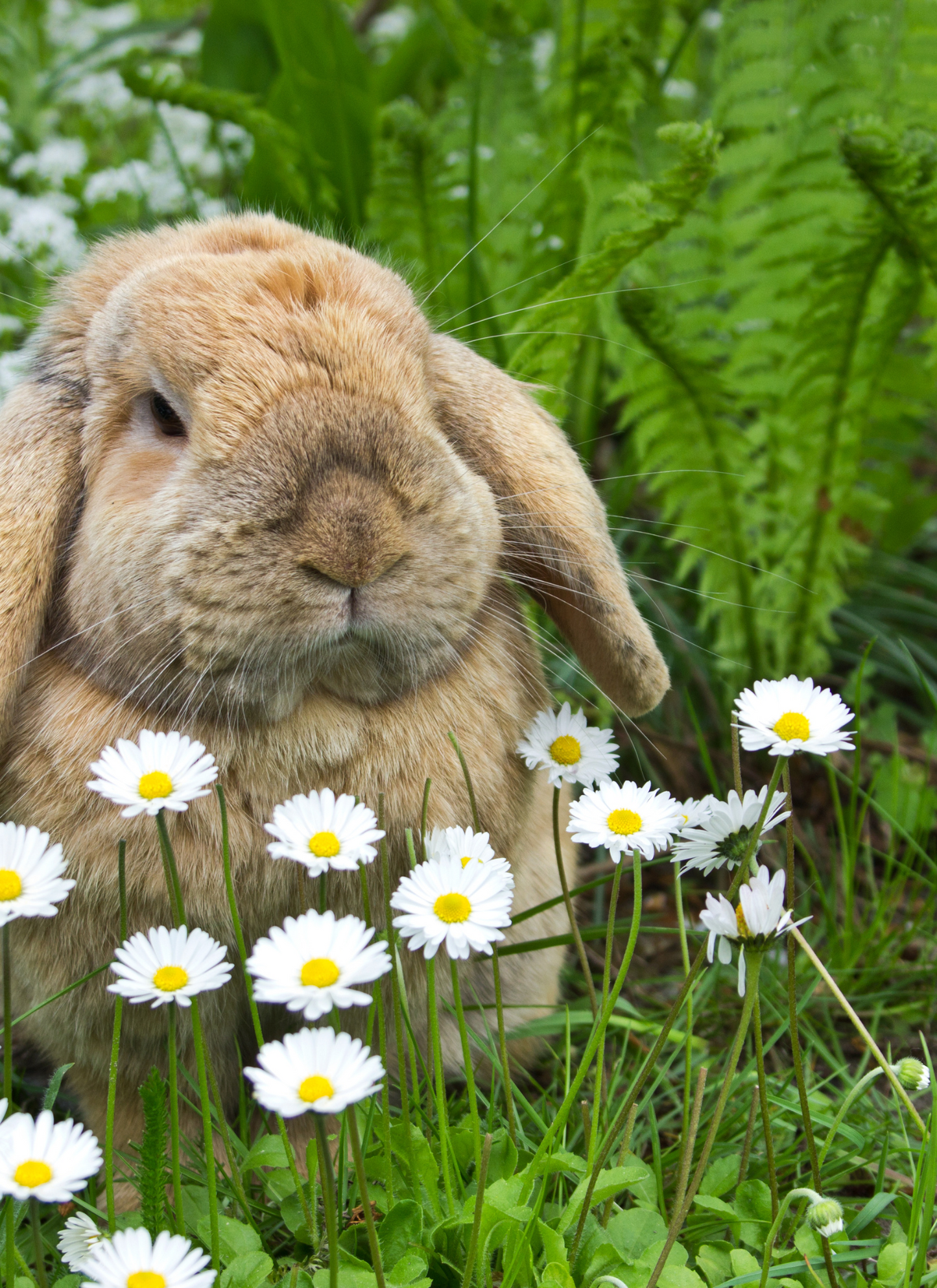 Floppy-Eared Bunny Among Daisies – Paint by Numbers Kit