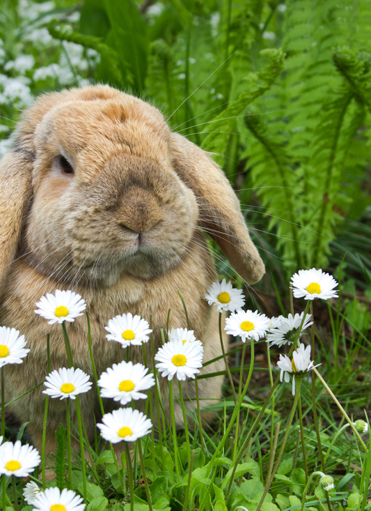 Floppy-Eared Bunny Among Daisies – Paint by Numbers Kit