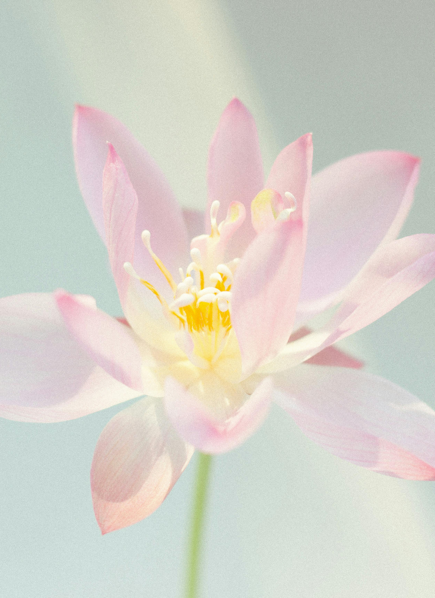 Tranquil Flower Paint by Numbers Kit