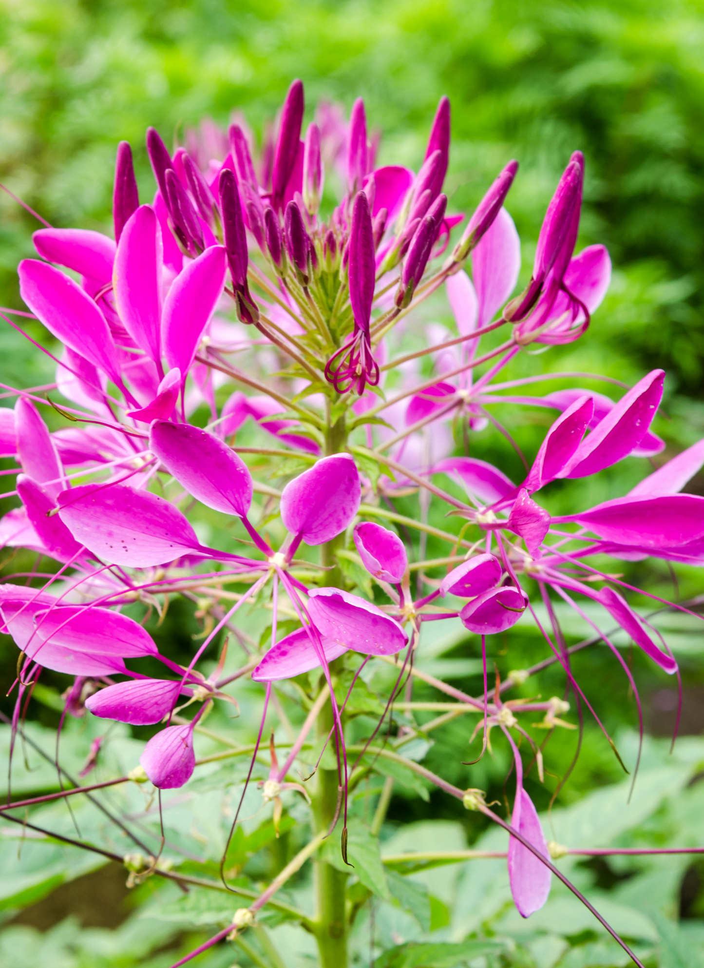Spider Flower Radiance – Paint by Numbers Kit