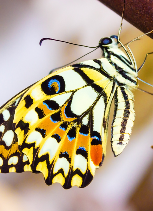 Golden Swallowtail Butterfly – Paint by Numbers Kit