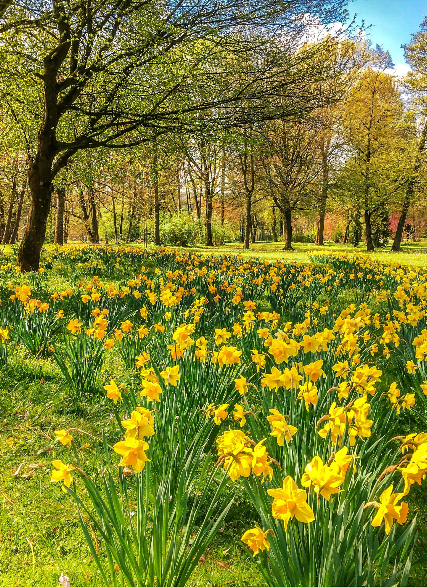 Golden Daffodil Forest - Paint by Numbers Kit