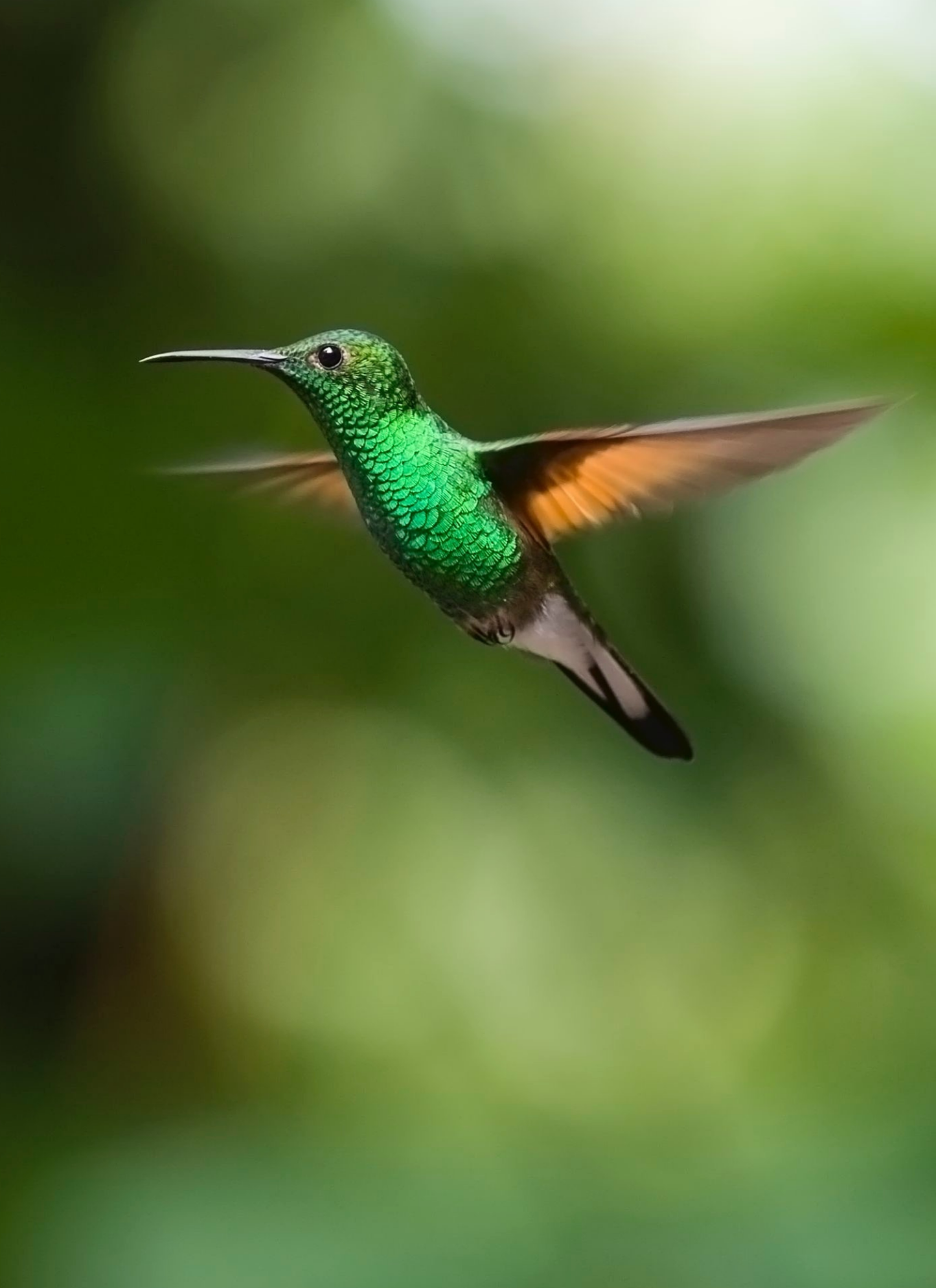 Emerald Hummingbird in Flight - Paint by Numbers Kit