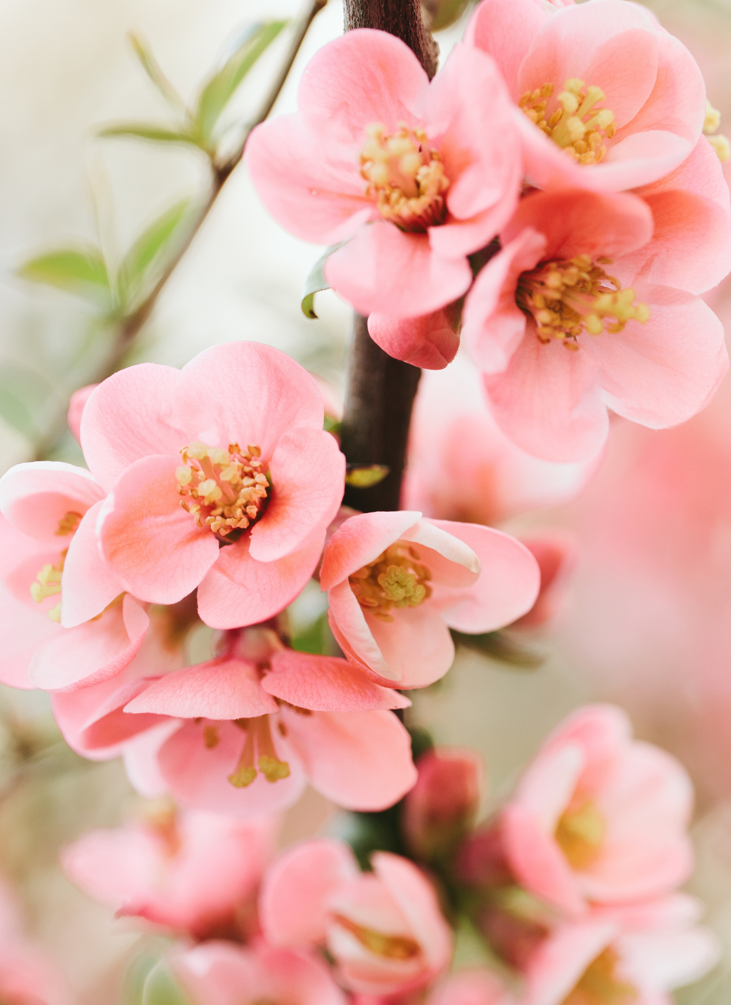 Blushing Blossoms – Paint by Numbers Kit