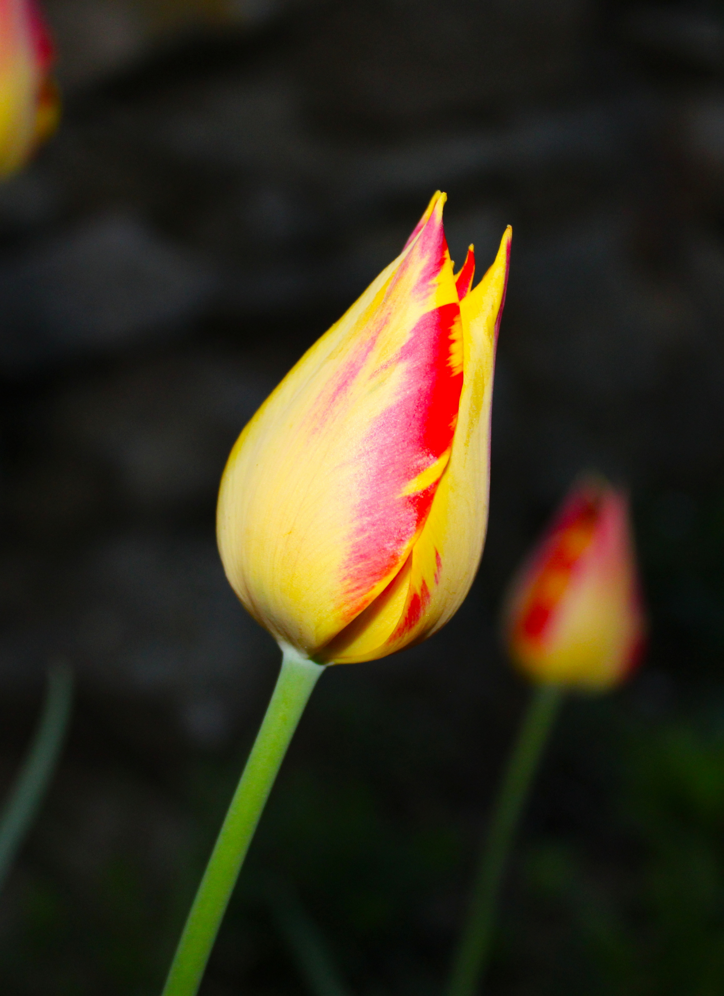 Crimson Flame Tulip – Paint by Numbers Kit