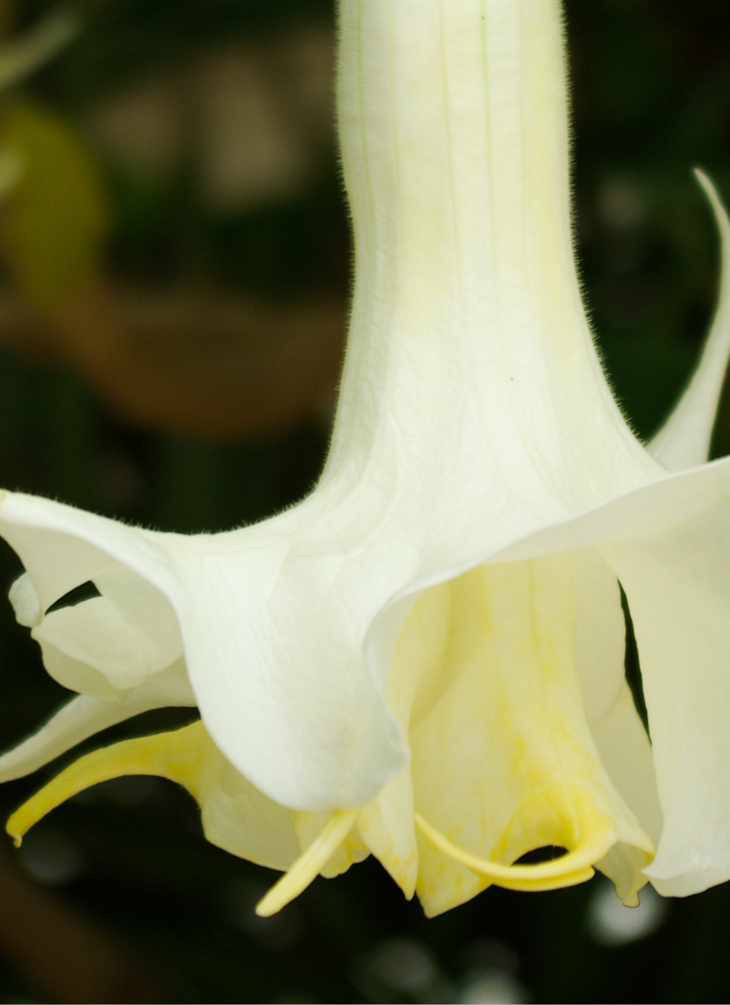 Elegant White Angel’s Trumpet – Paint by Numbers Kit