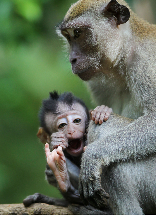 Monkey Love – Paint by Numbers Kit