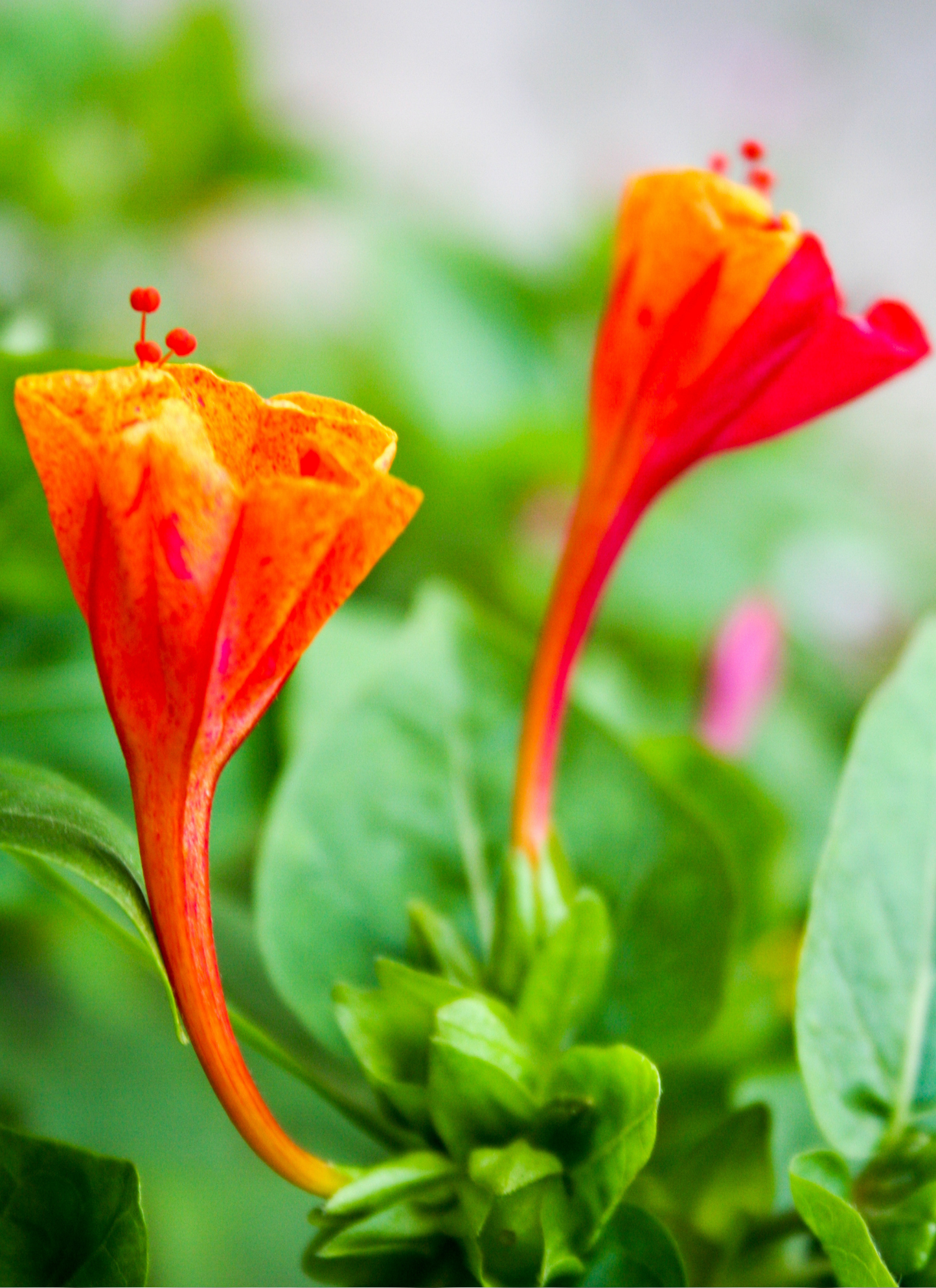 Fiery Trumpet Blooms – Paint by Numbers Kit