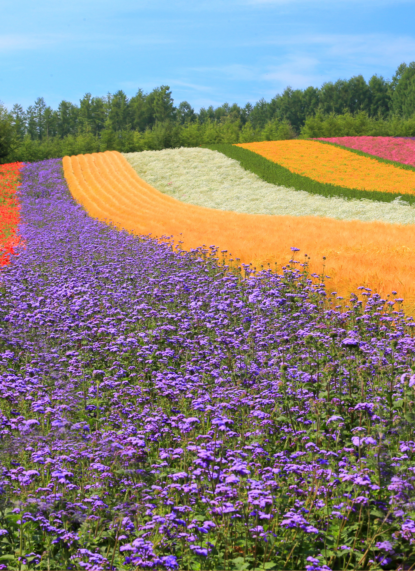 Rainbow Fields in Bloom – Paint by Numbers Kit