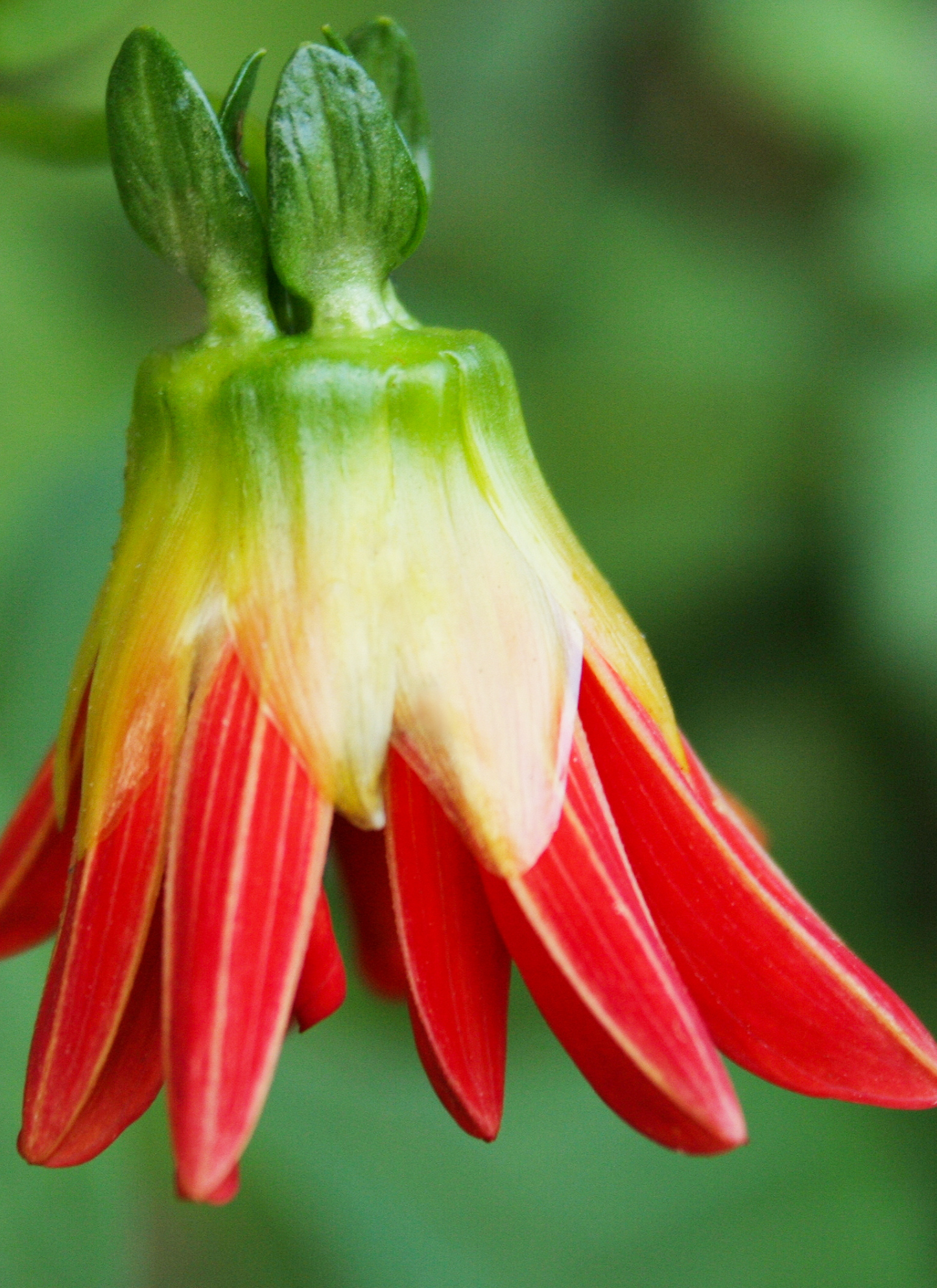 Crimson Bloom – Paint by Numbers Kit