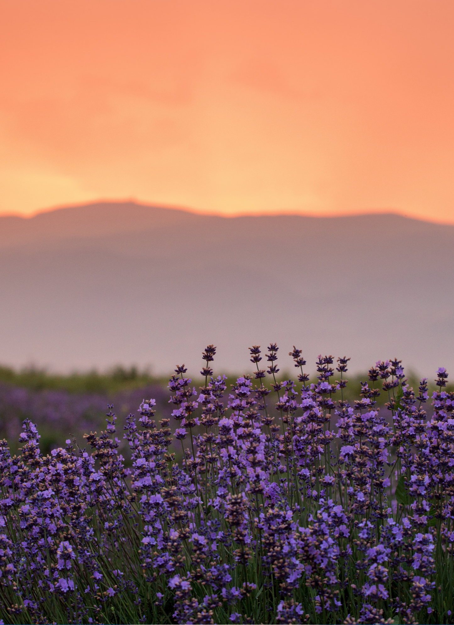 Lavender Sunset Serenity – Paint by Numbers Kit