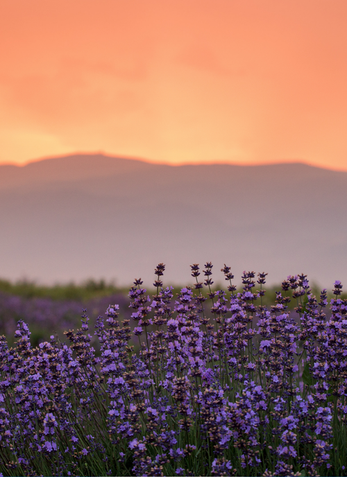 Lavender Sunset Serenity – Paint by Numbers Kit