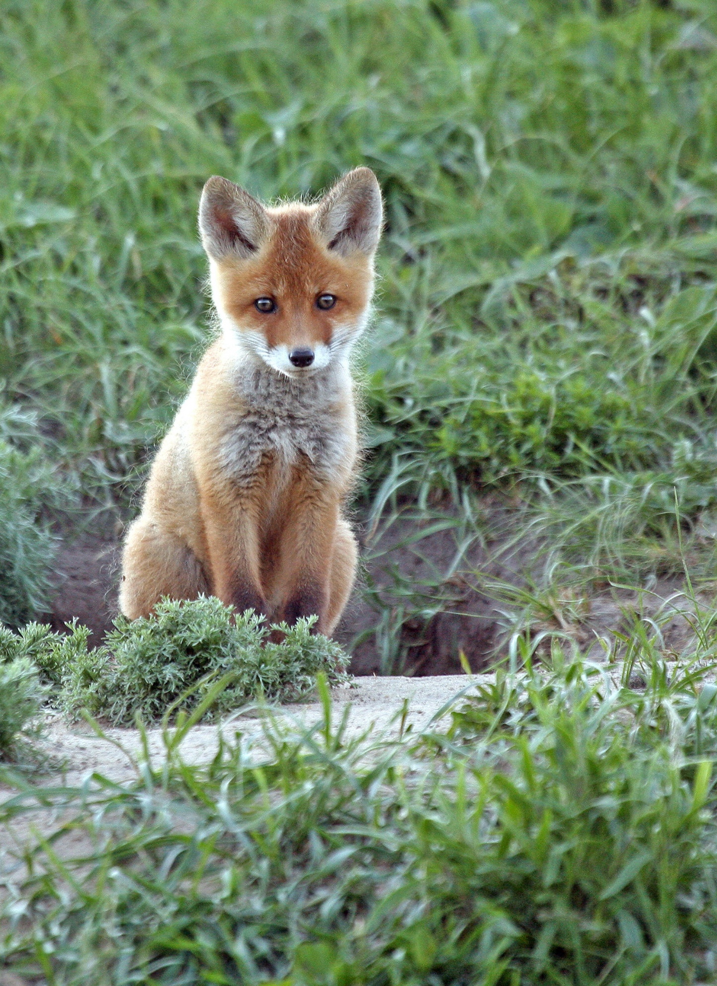 Curious Little Fox – Paint by Numbers Kit