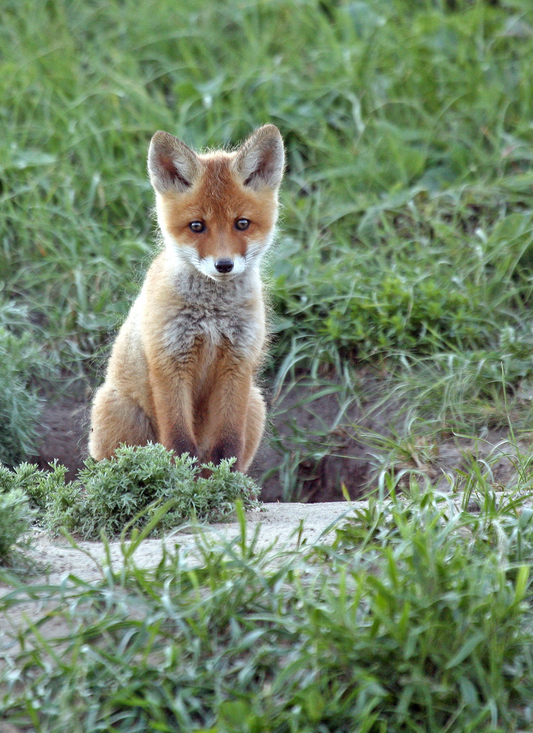 Curious Little Fox – Paint by Numbers Kit