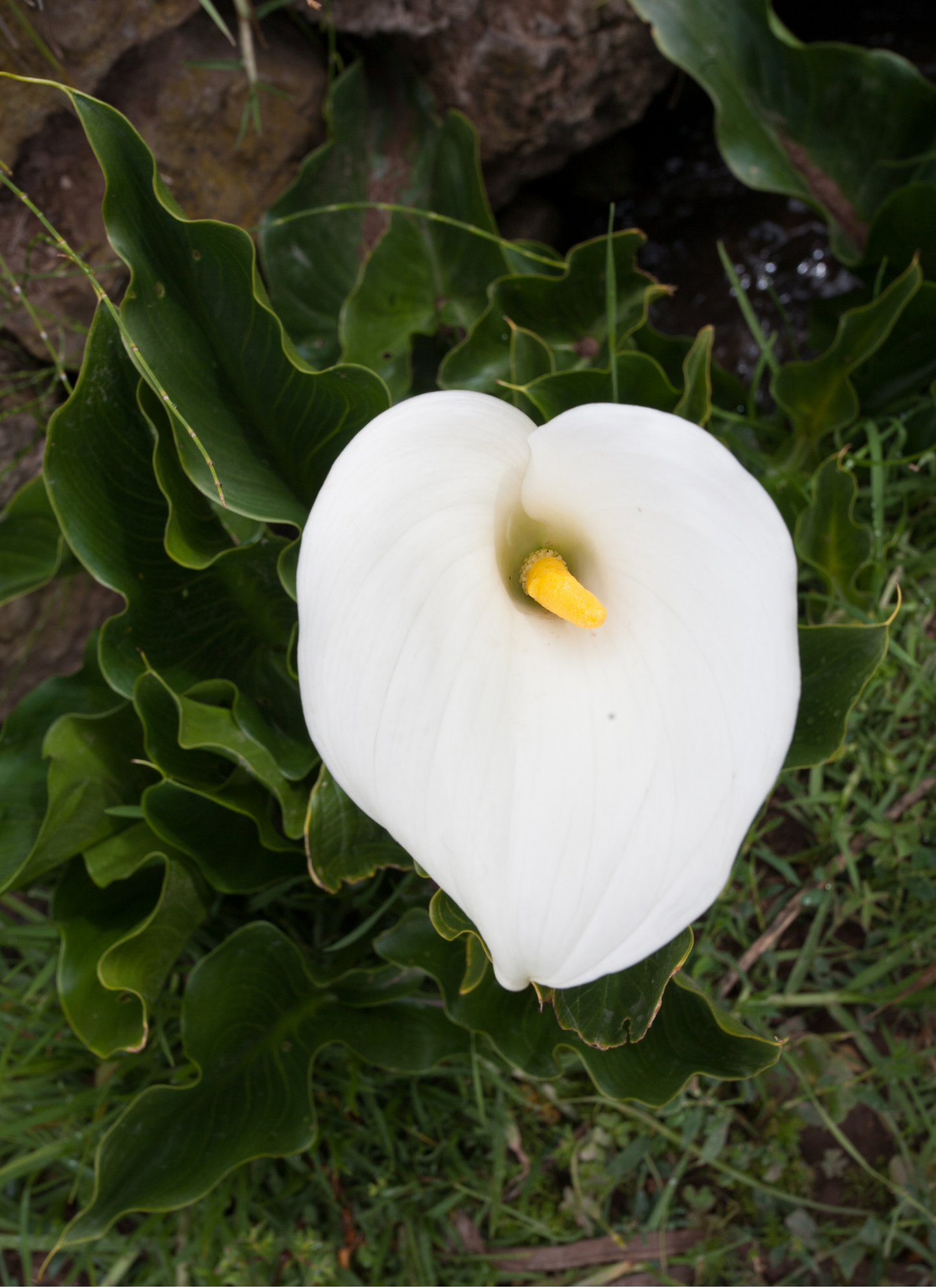 Elegant Calla Lily – Paint by Numbers Kit