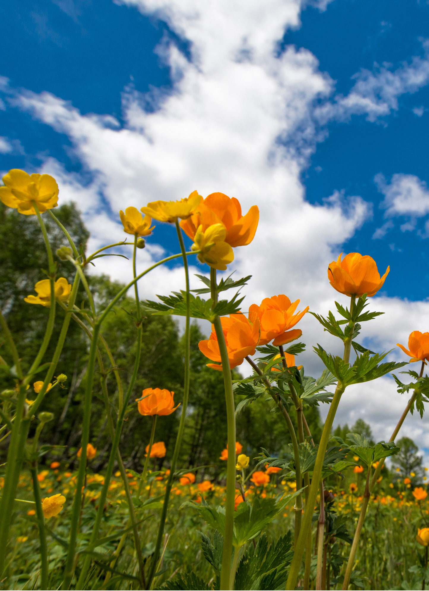 Sunny Field of Blossoms – Paint by Numbers Kit