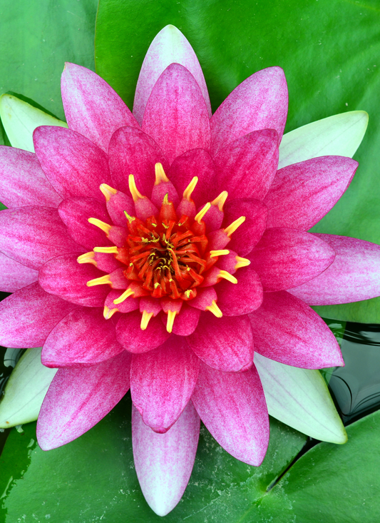 Radiant Water Lily – Paint by Numbers Kit