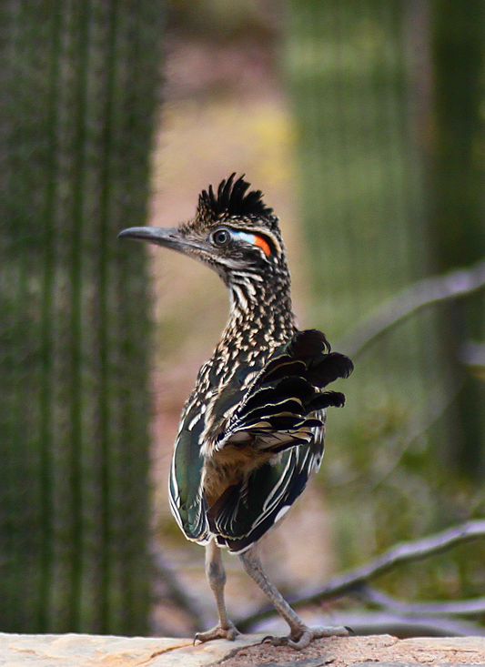 Desert Roadrunner – Paint by Numbers Kit