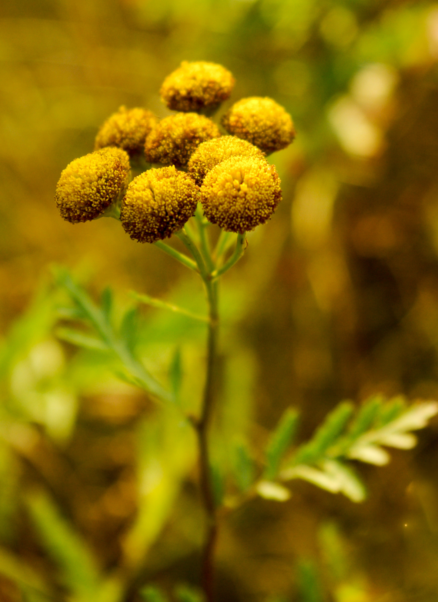 Golden Tansy Bloom – Paint by Numbers Kit
