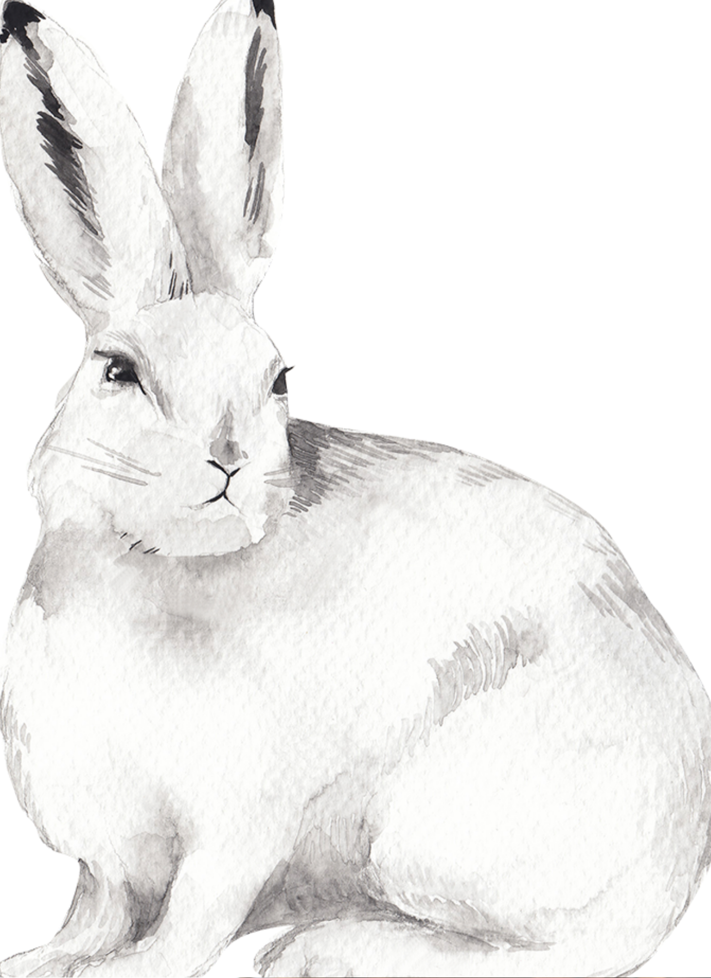 Monochrome Bunny – Paint by Numbers Kit