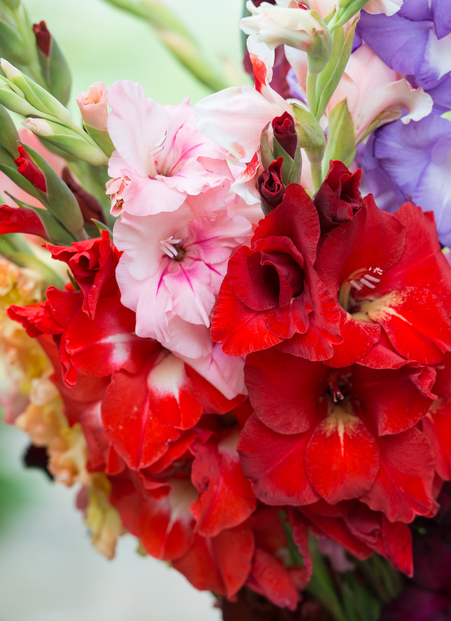 Vibrant Gladiolus Bouquet – Floral Paint by Numbers Kit