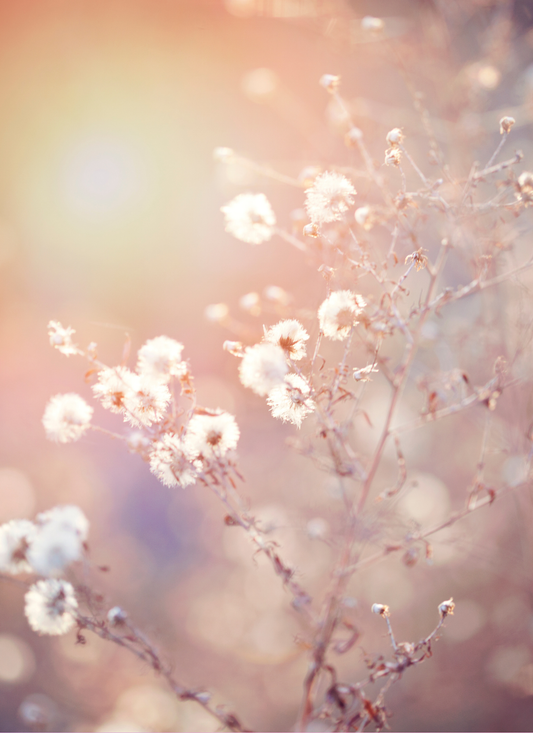 Soft Sunrise Blooms - Paint by Numbers Kit