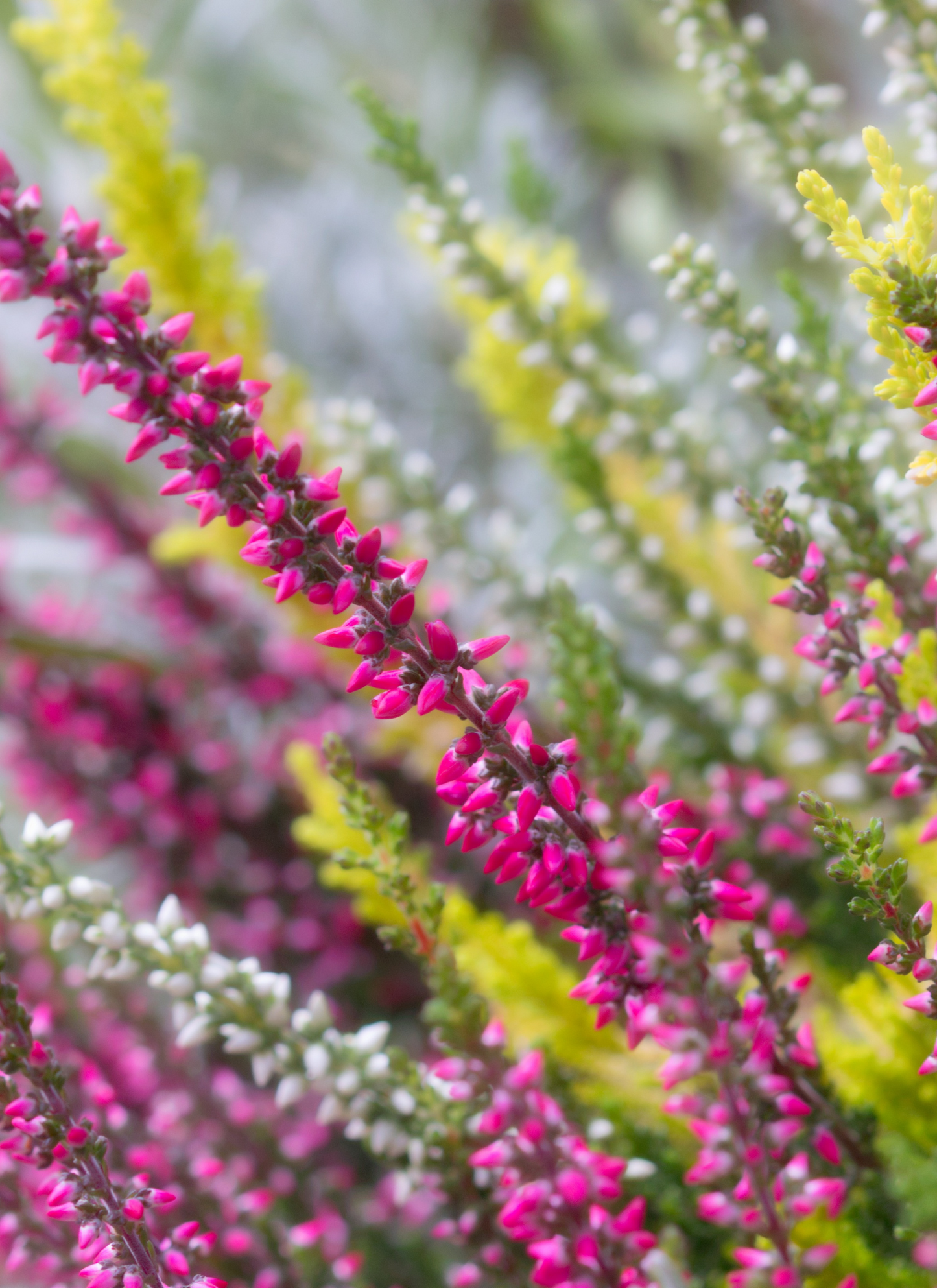 Heather Blossoms in Bloom - Paint by Numbers