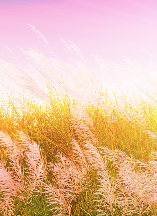 Sunset Pampas Grass - Paint by Numbers Kit