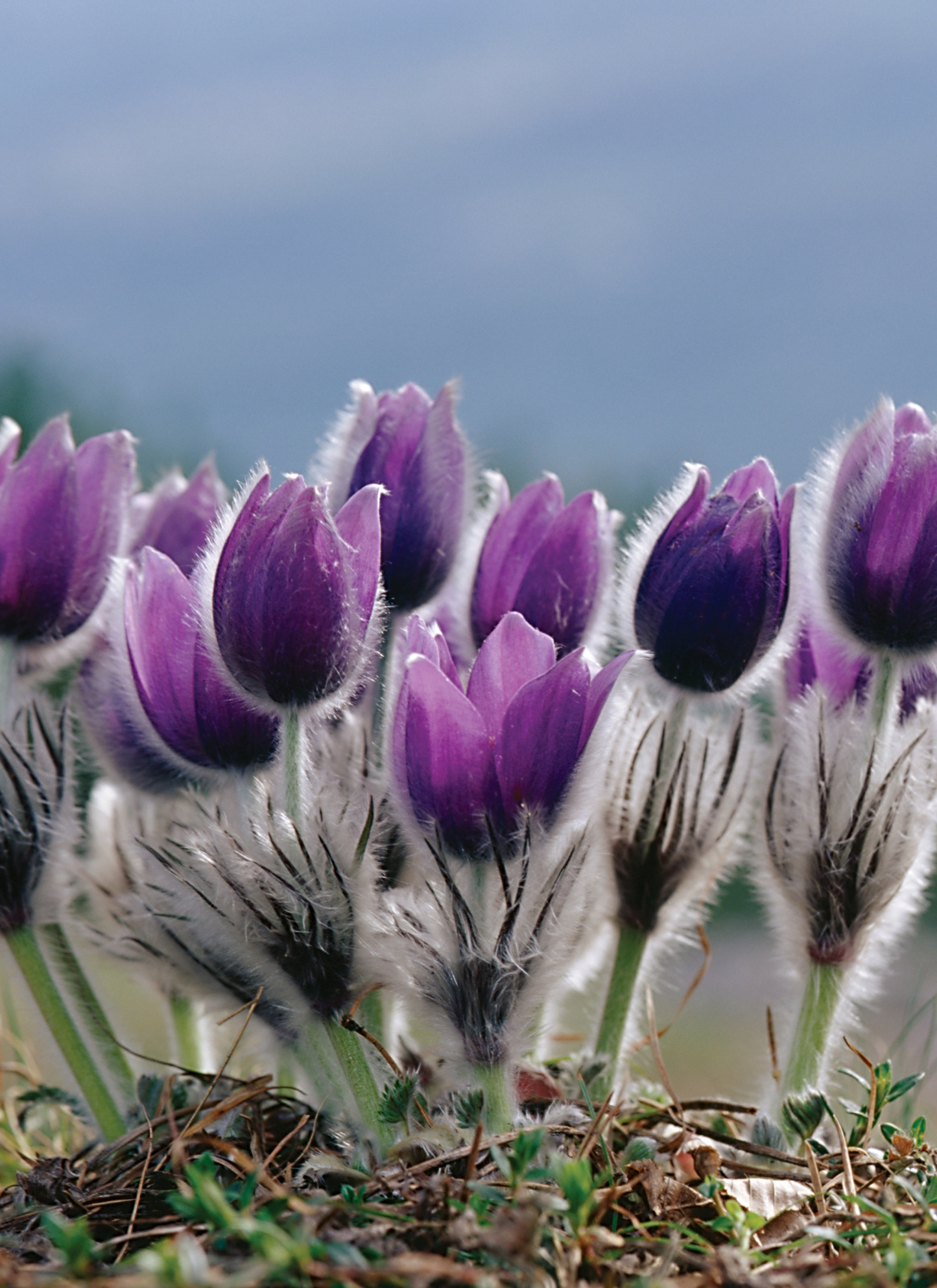 Purple Pasque Flowers - Paint by Numbers