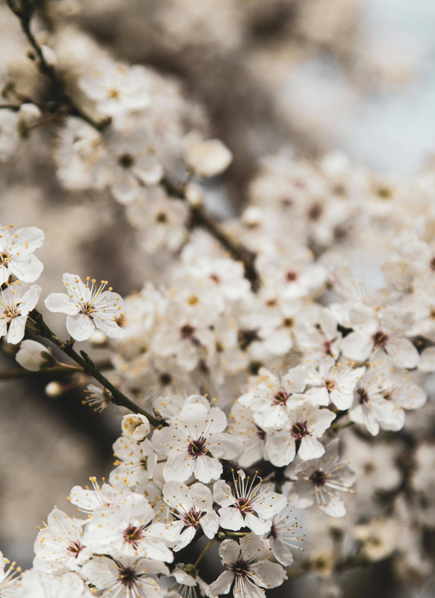 White Cherry Blossoms - Paint by Numbers