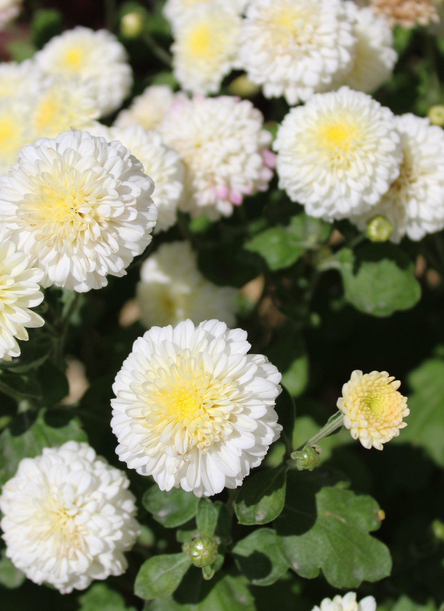 Sunny White Chrysanthemums – Paint by Numbers Kit